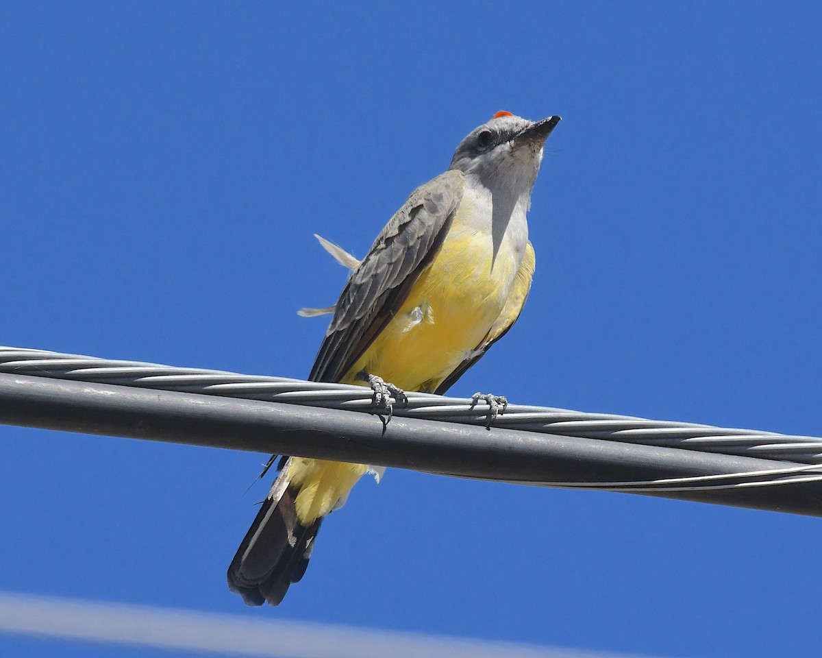 Western Kingbird - ML642831105