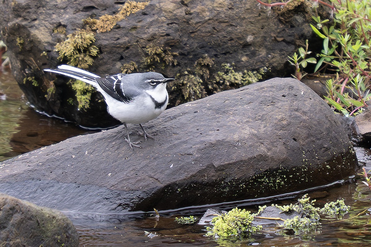 Mountain Wagtail - ML642831106