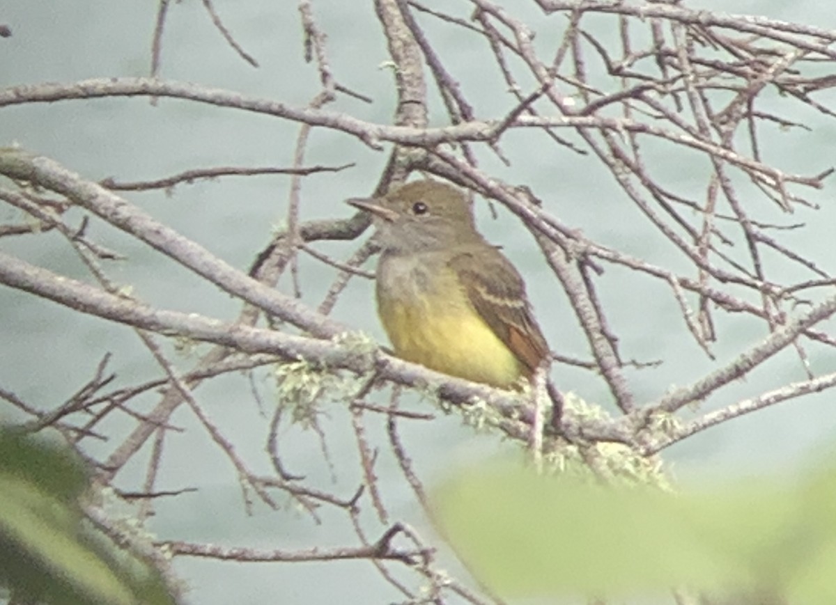 Great Crested Flycatcher - ML642831107