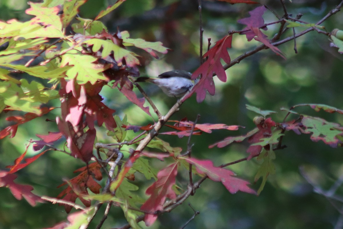 American Redstart - ML642831108