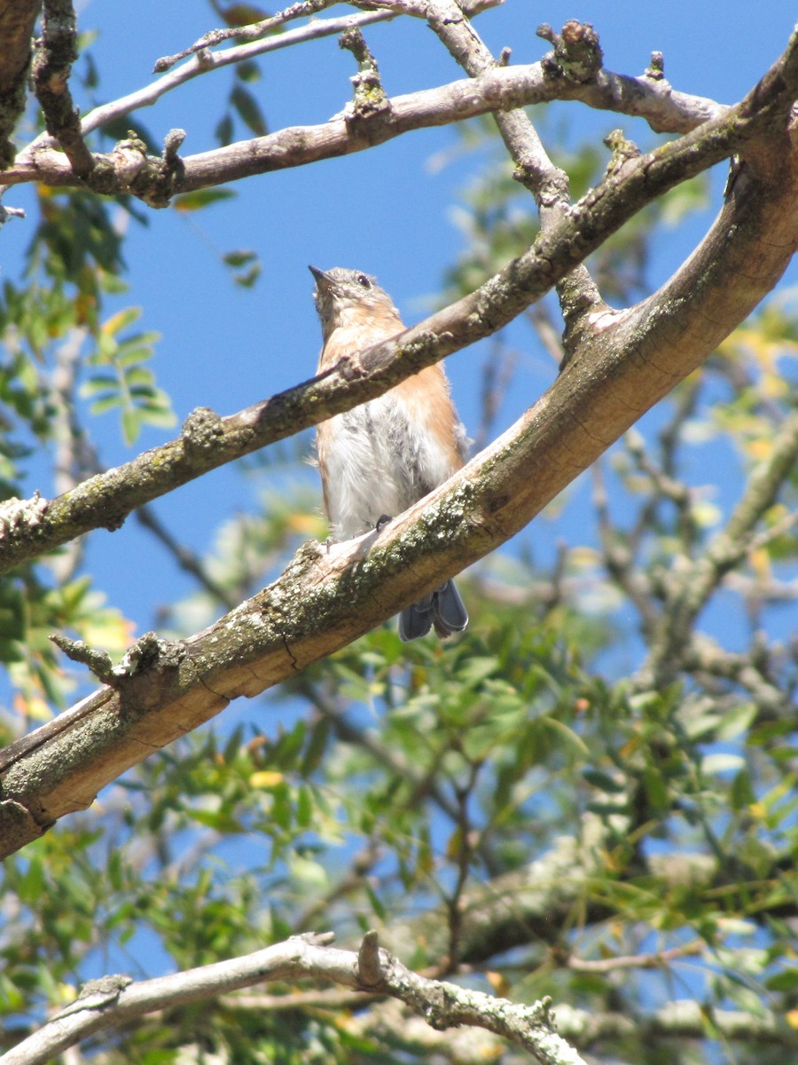 Eastern Bluebird - ML642831113