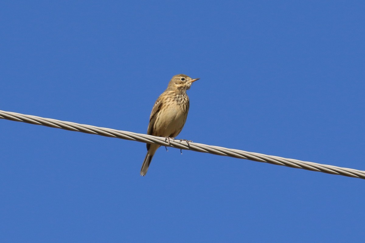 פפיון אמריקני - ML642831114