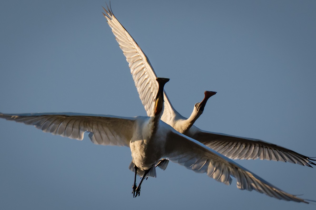 Black-faced Spoonbill - ML642831117