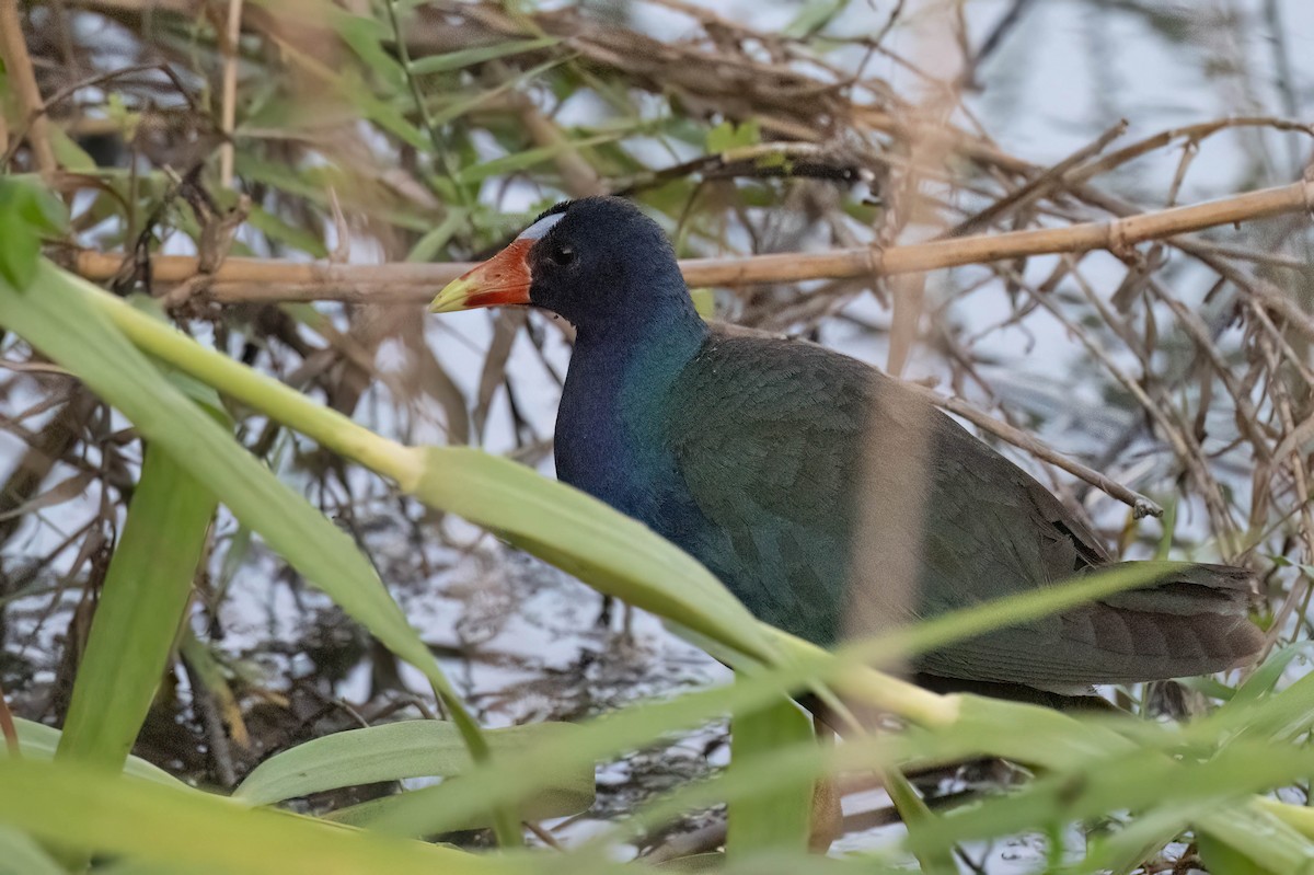 Purple Gallinule - ML642831120