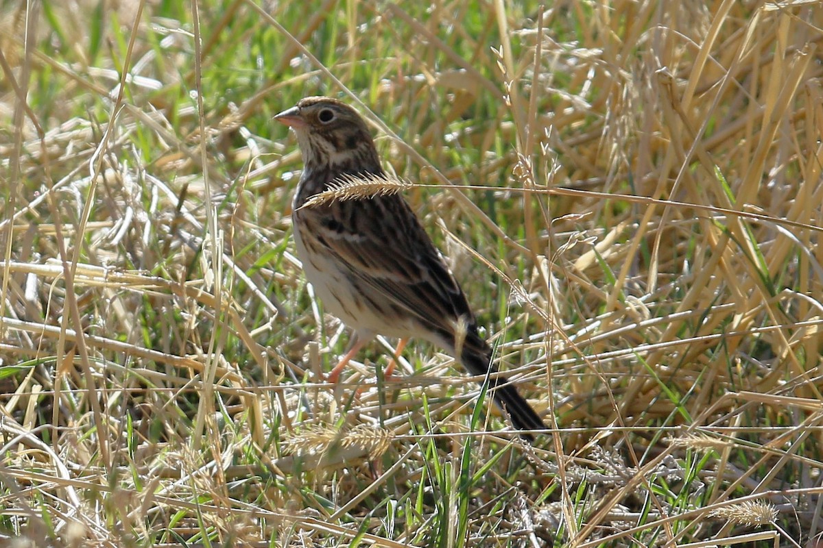 Vesper Sparrow - ML642831121