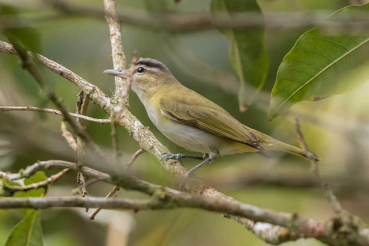 Chivi Vireo - ML642831123