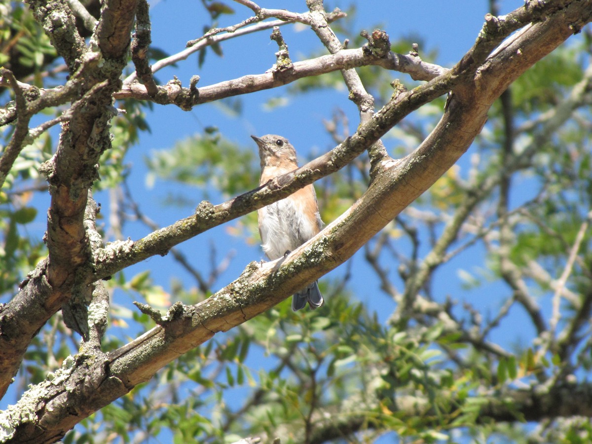 Eastern Bluebird - ML642831124