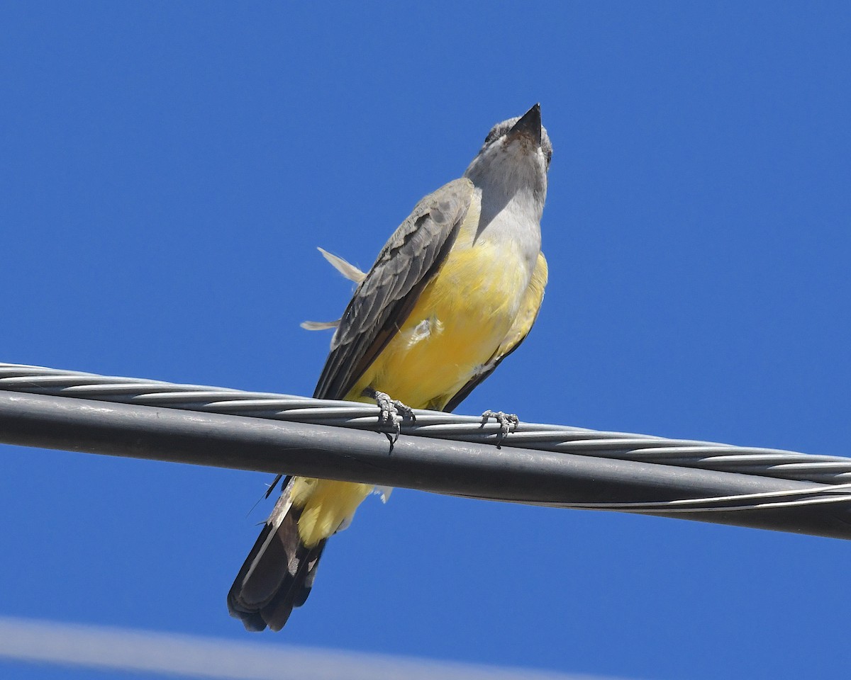 Western Kingbird - ML642831125
