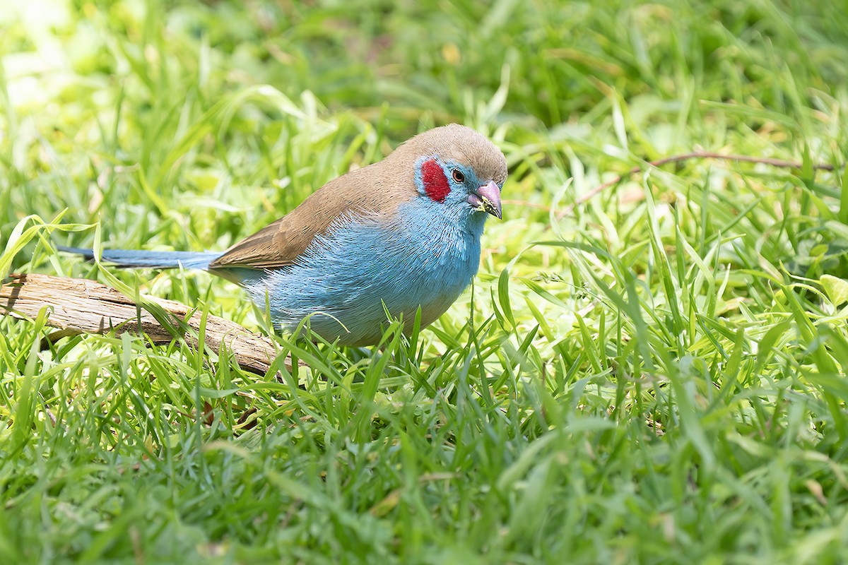 Red-cheeked Cordonbleu - ML642831134