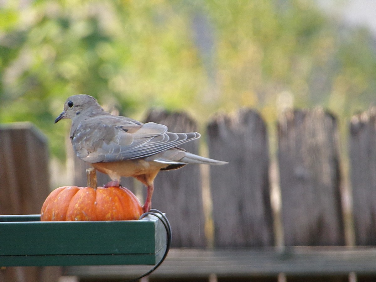 Mourning Dove - ML642831141
