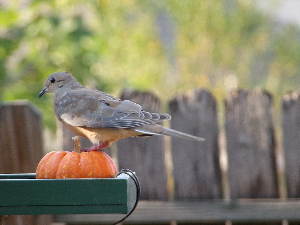 Mourning Dove - ML642831143