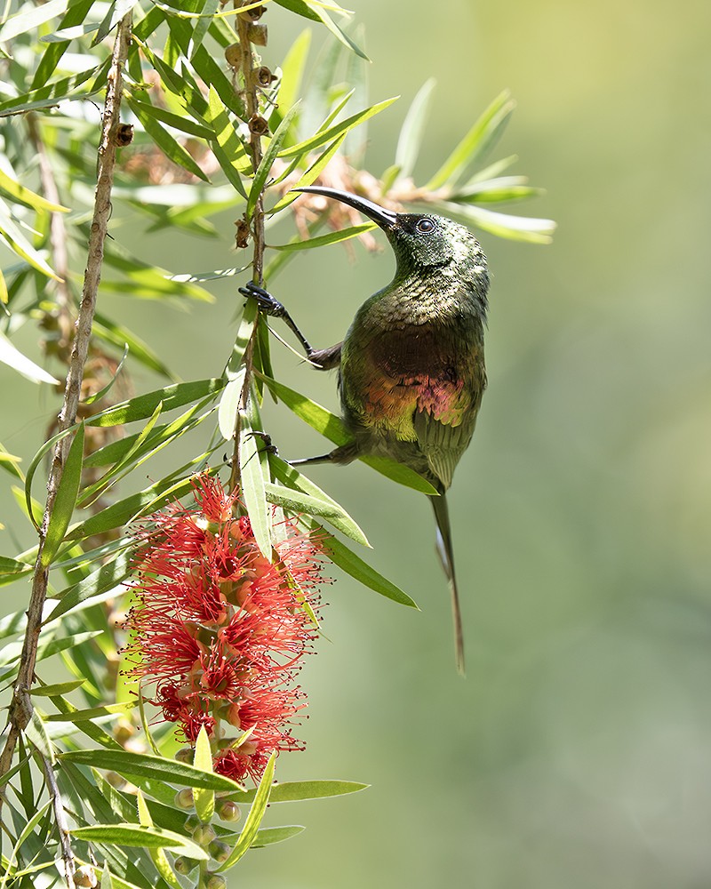 Bronze Sunbird - ML642831145