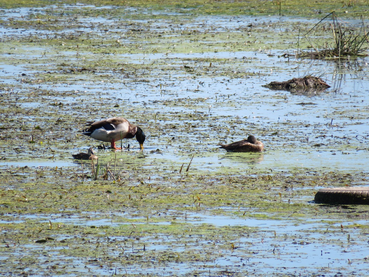 Mallard - ML642831148