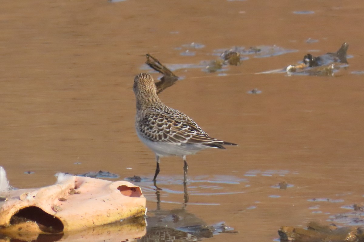 Baird's Sandpiper - ML642831151