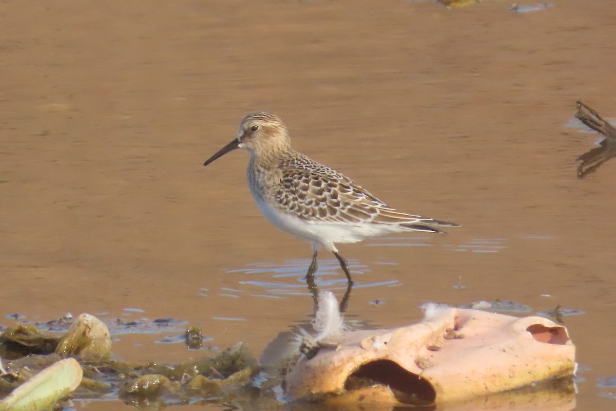 Baird's Sandpiper - ML642831152
