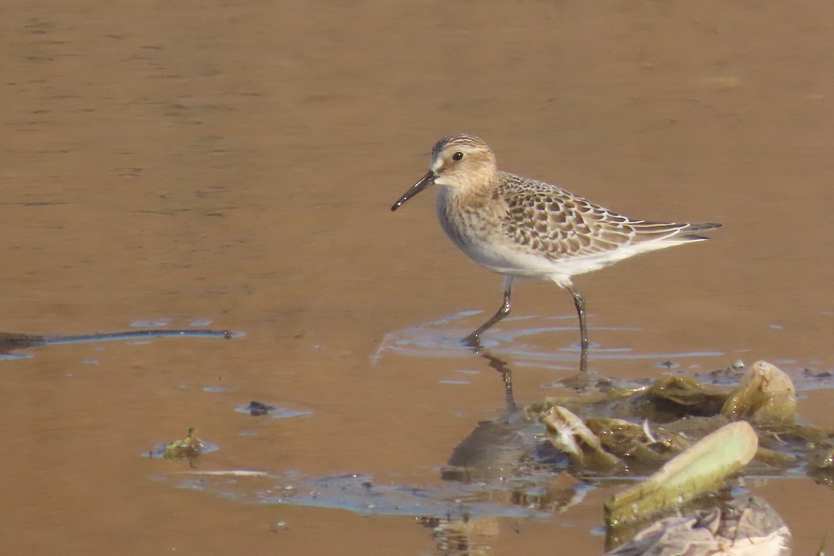 Baird's Sandpiper - ML642831153