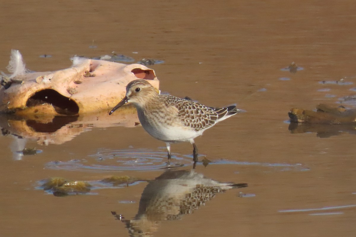 Baird's Sandpiper - ML642831154
