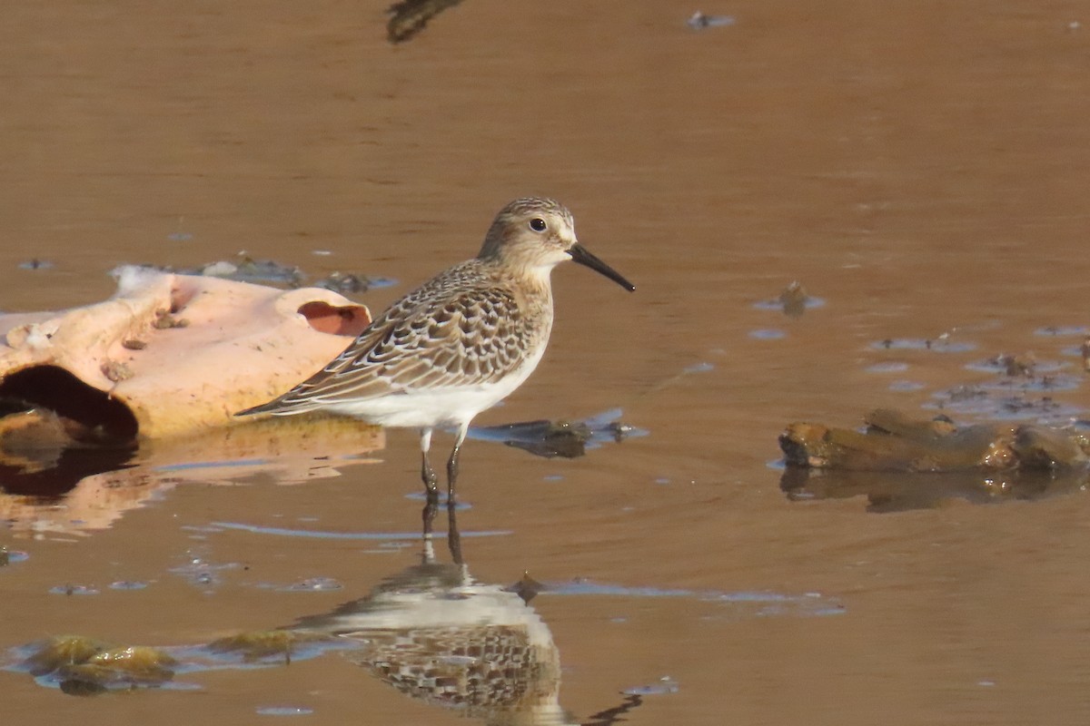 Baird's Sandpiper - ML642831155