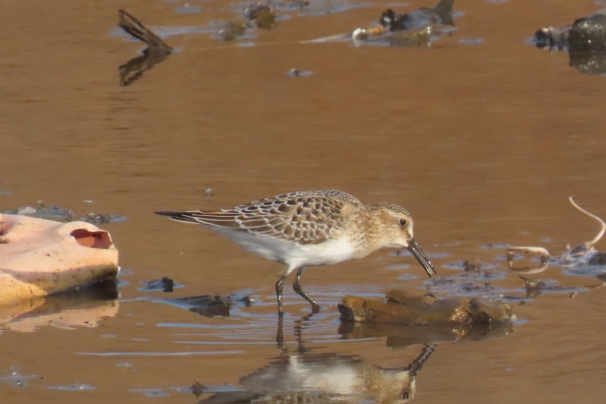 Baird's Sandpiper - ML642831156