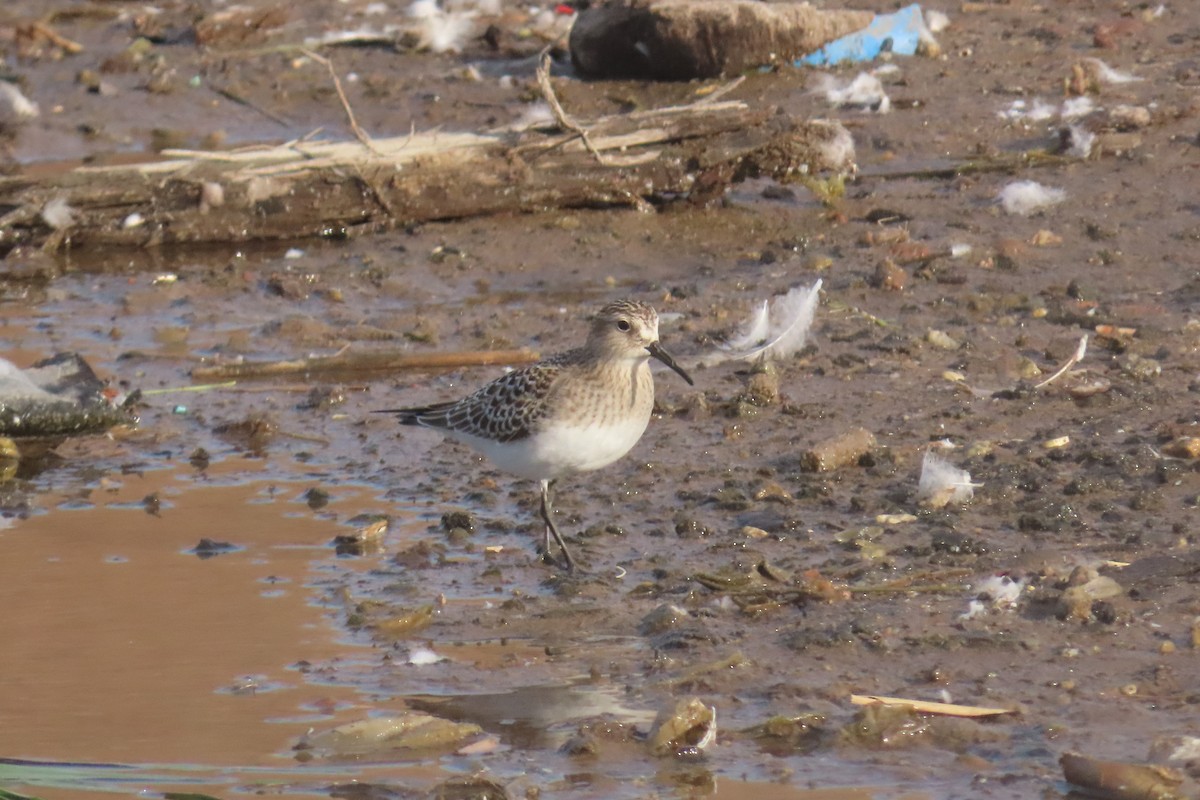 Baird's Sandpiper - ML642831157