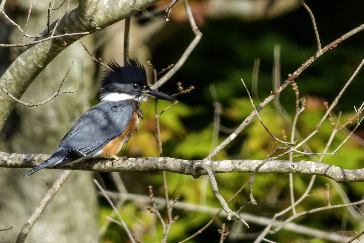 Belted Kingfisher - ML642831158