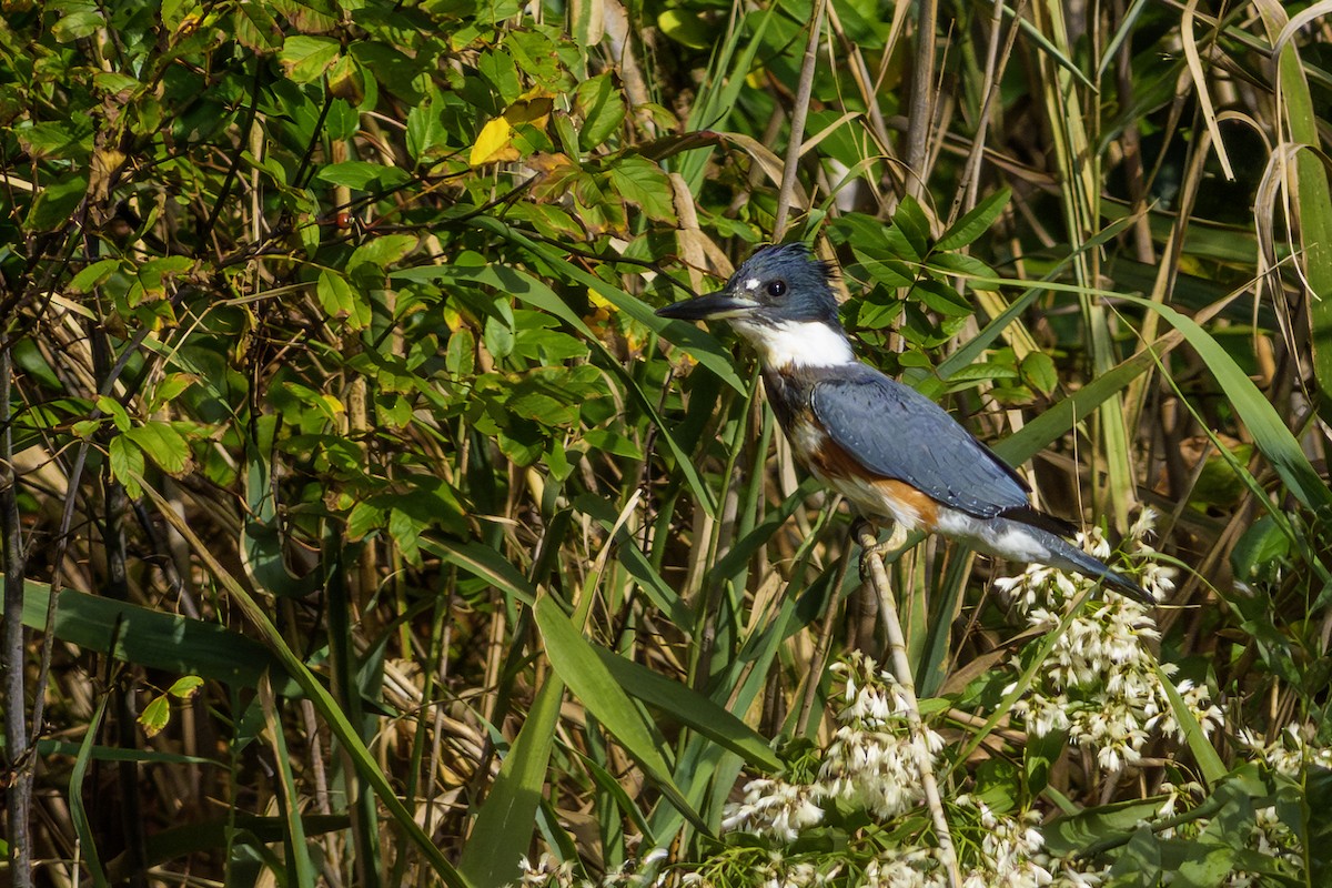 Belted Kingfisher - ML642831159