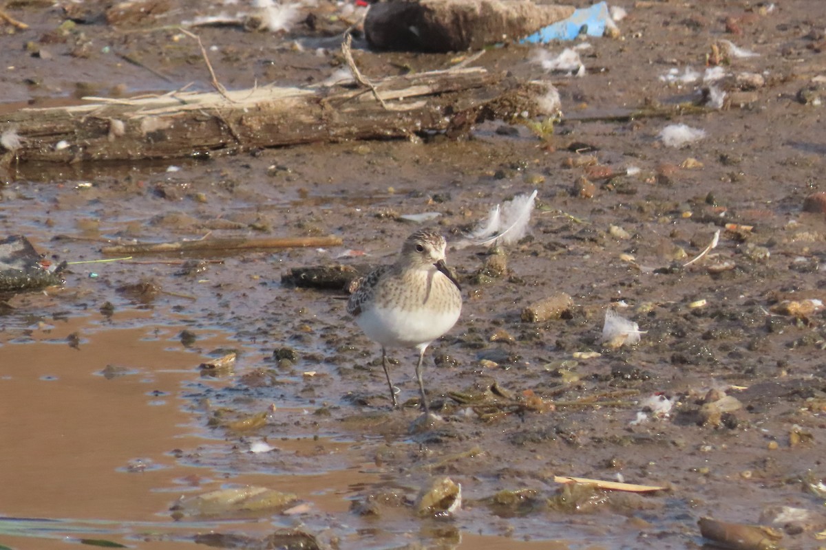 Baird's Sandpiper - ML642831160