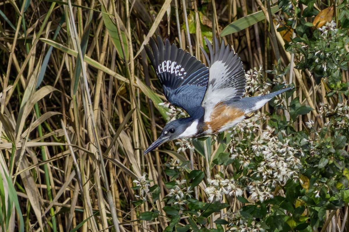 Belted Kingfisher - ML642831162