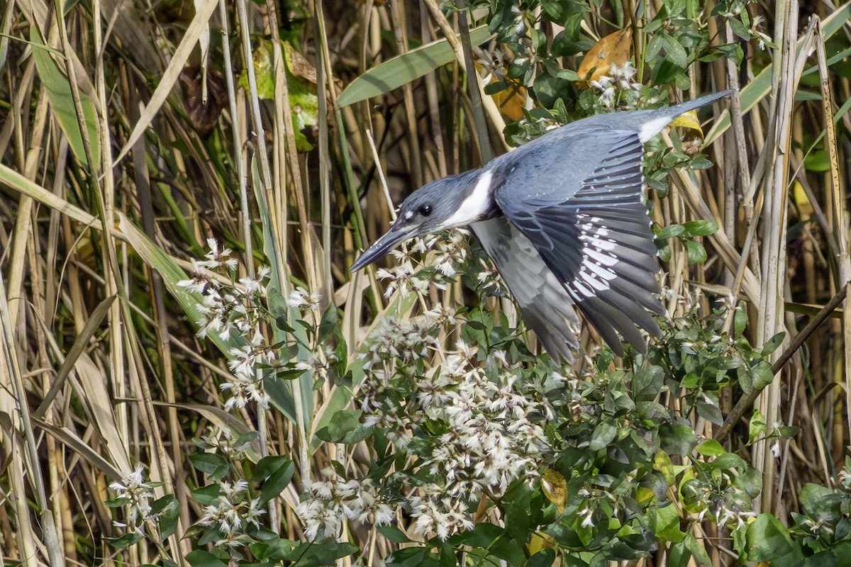 Belted Kingfisher - ML642831163