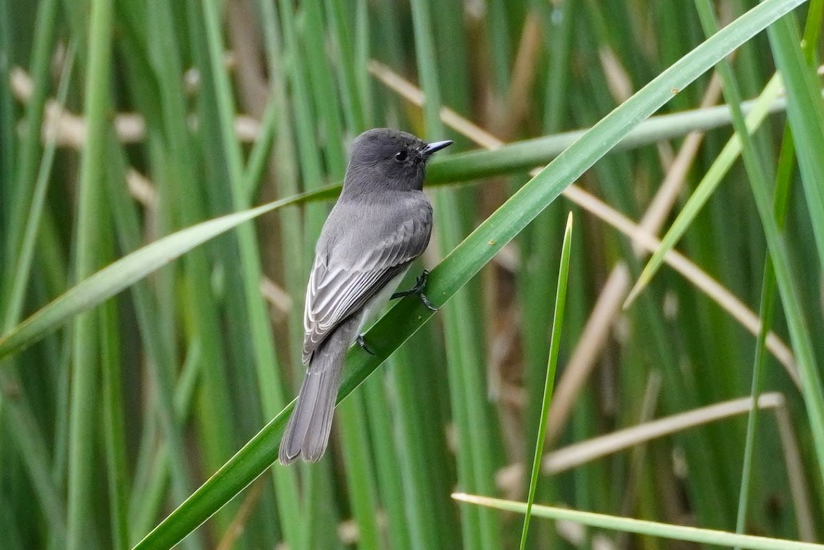 Black Phoebe - ML642831164