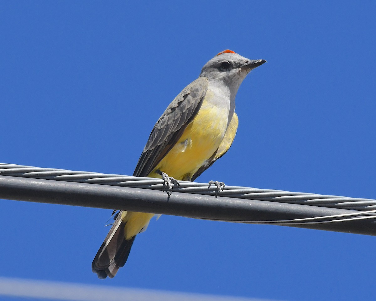 Western Kingbird - ML642831165