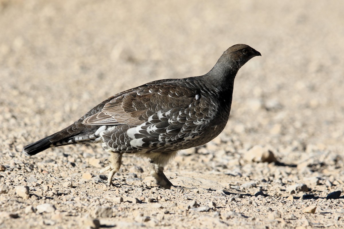 Dusky Grouse - ML642831166