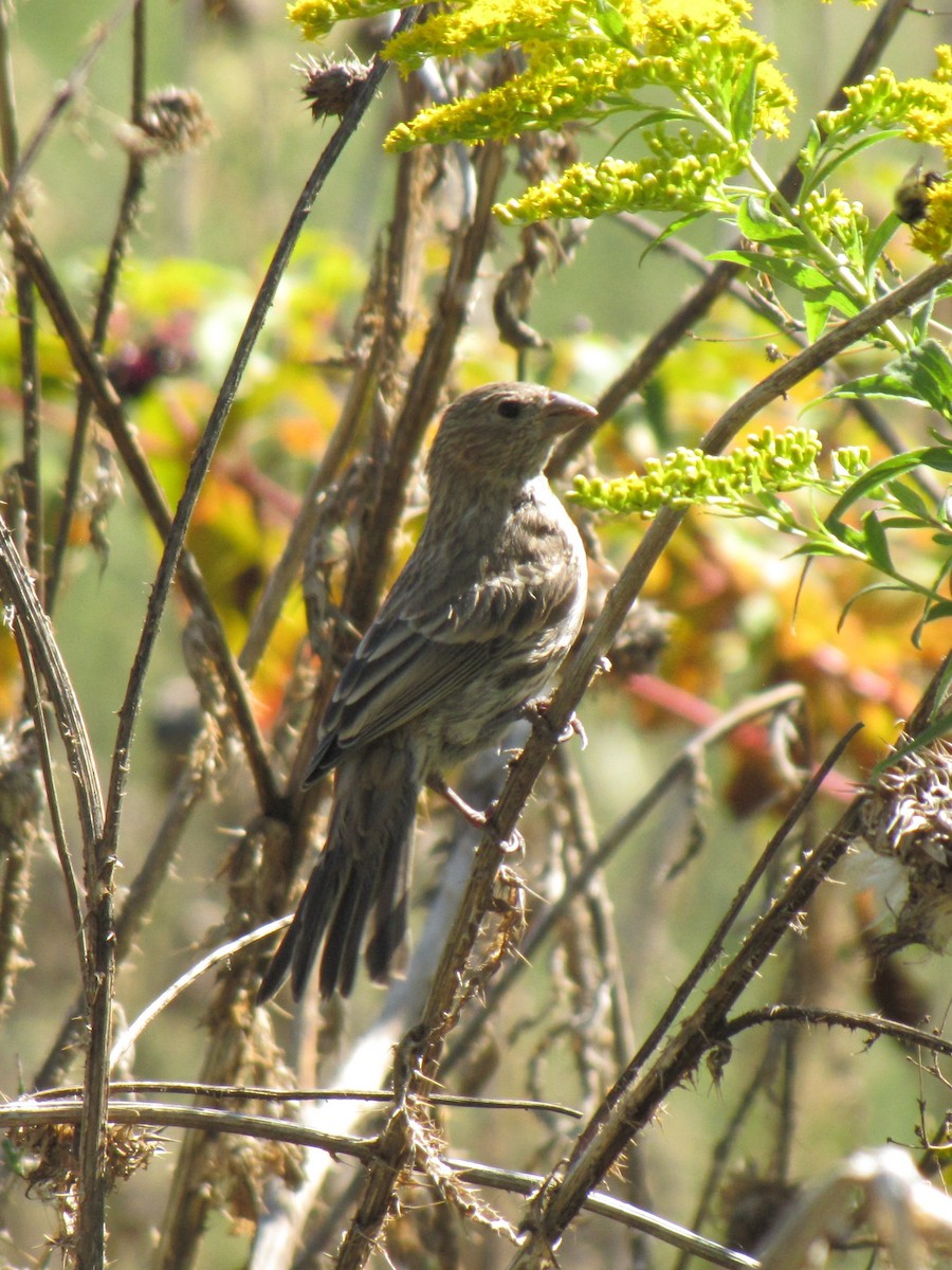 House Finch - ML642831167