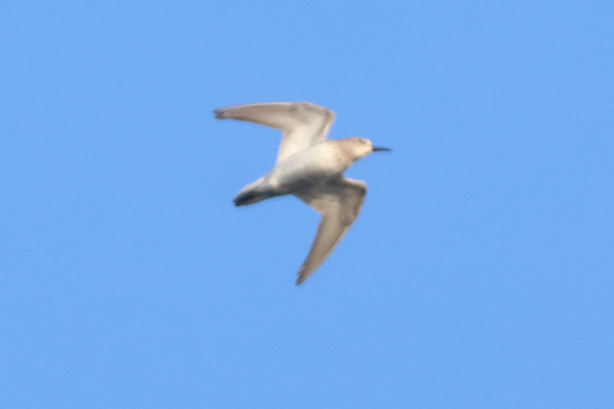 peep sp. - ML642831168