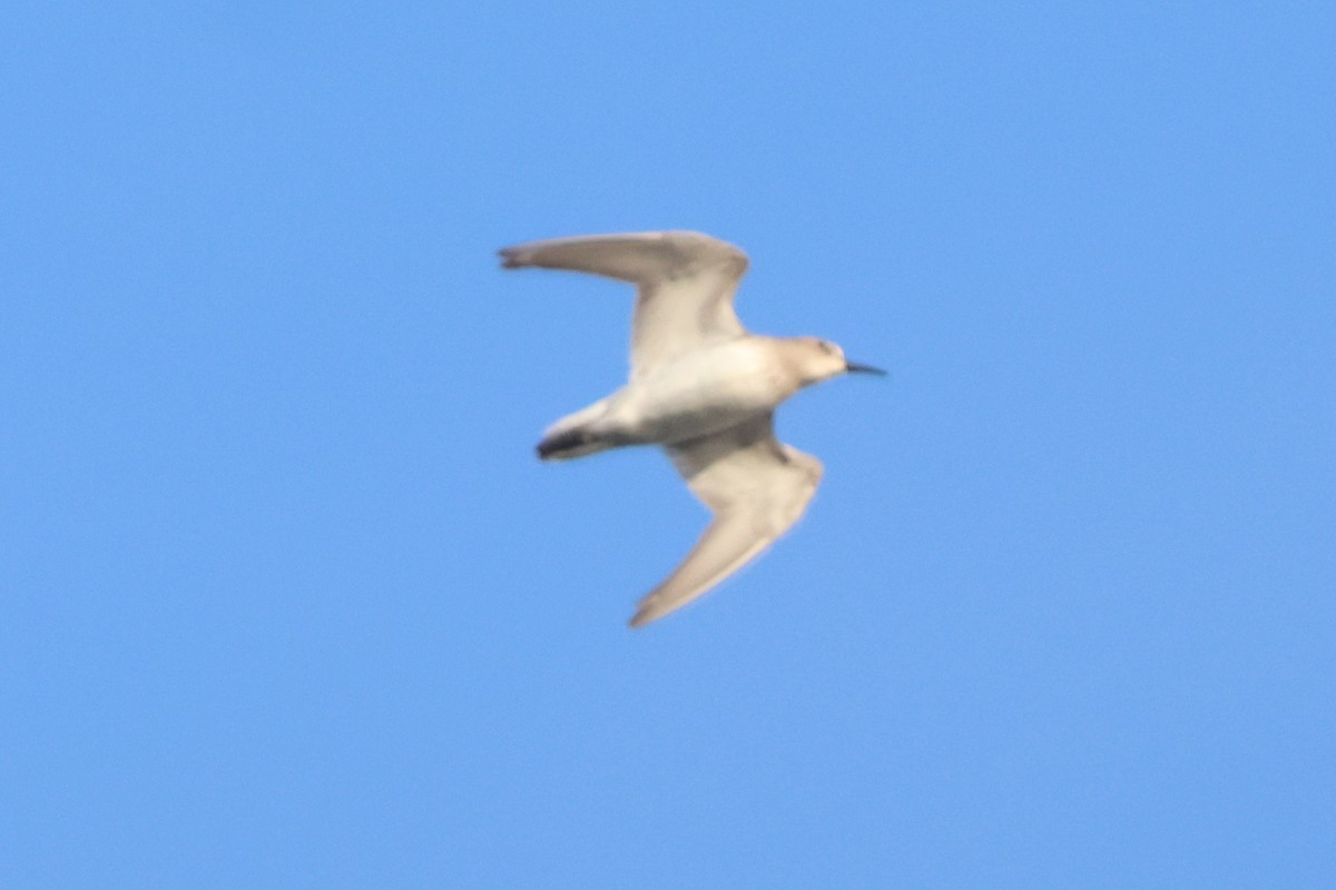 peep sp. - ML642831169