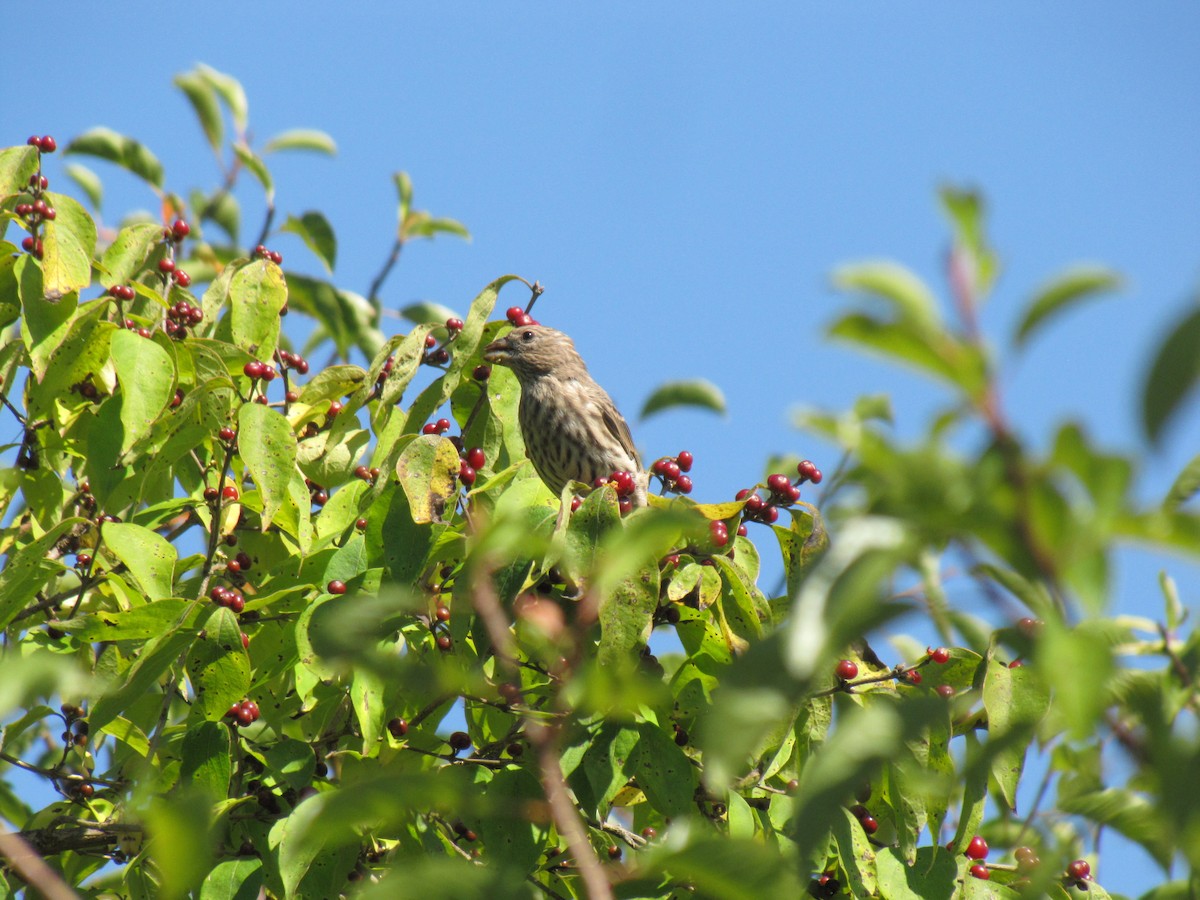 House Finch - ML642831170