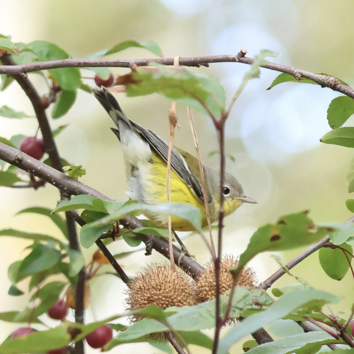 Magnolia Warbler - ML642831171