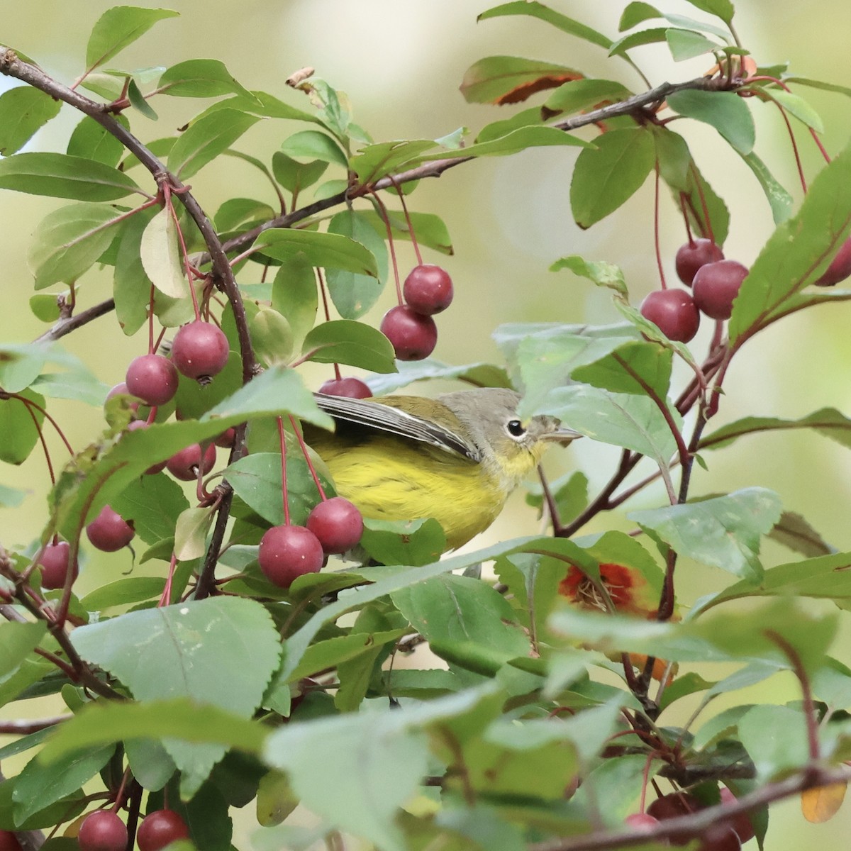 Magnolia Warbler - ML642831172