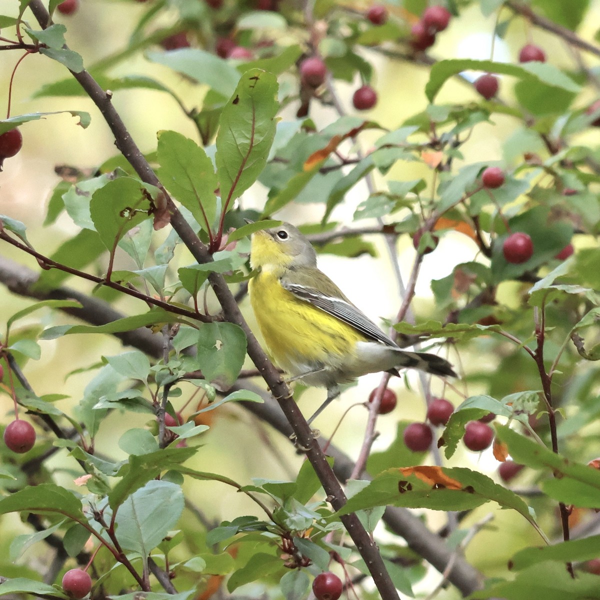 Magnolia Warbler - ML642831173
