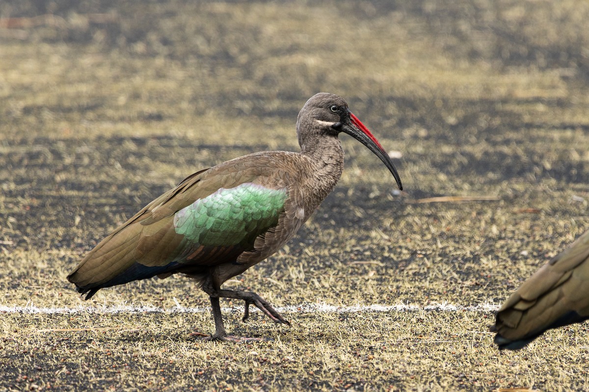 Hadada Ibis - ML642831175