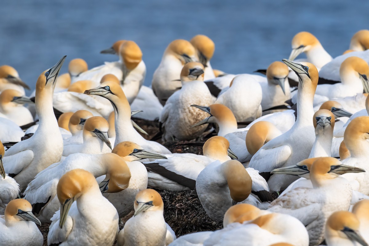 Cape Gannet - ML642831176