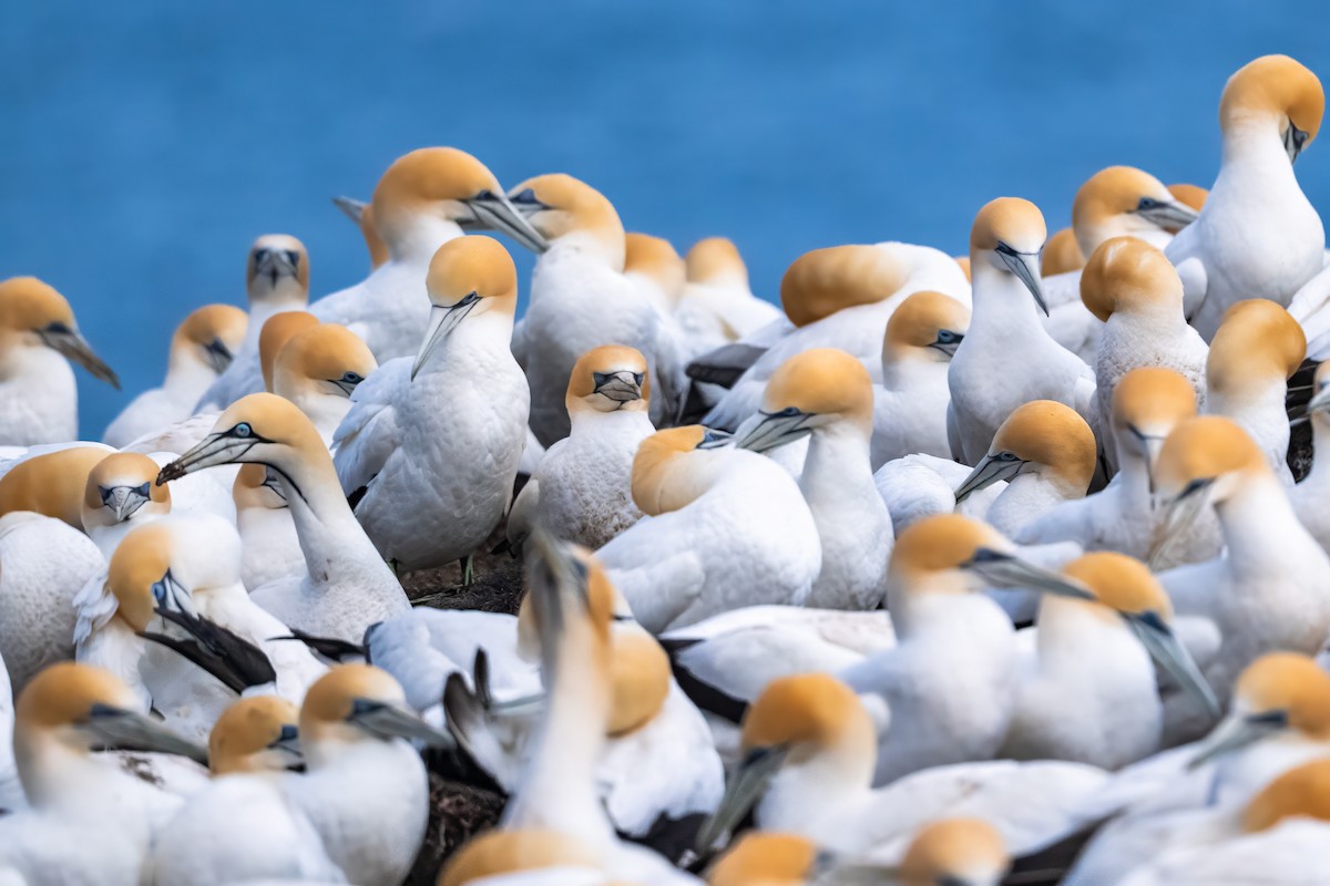 Australasian Gannet - ML642831177