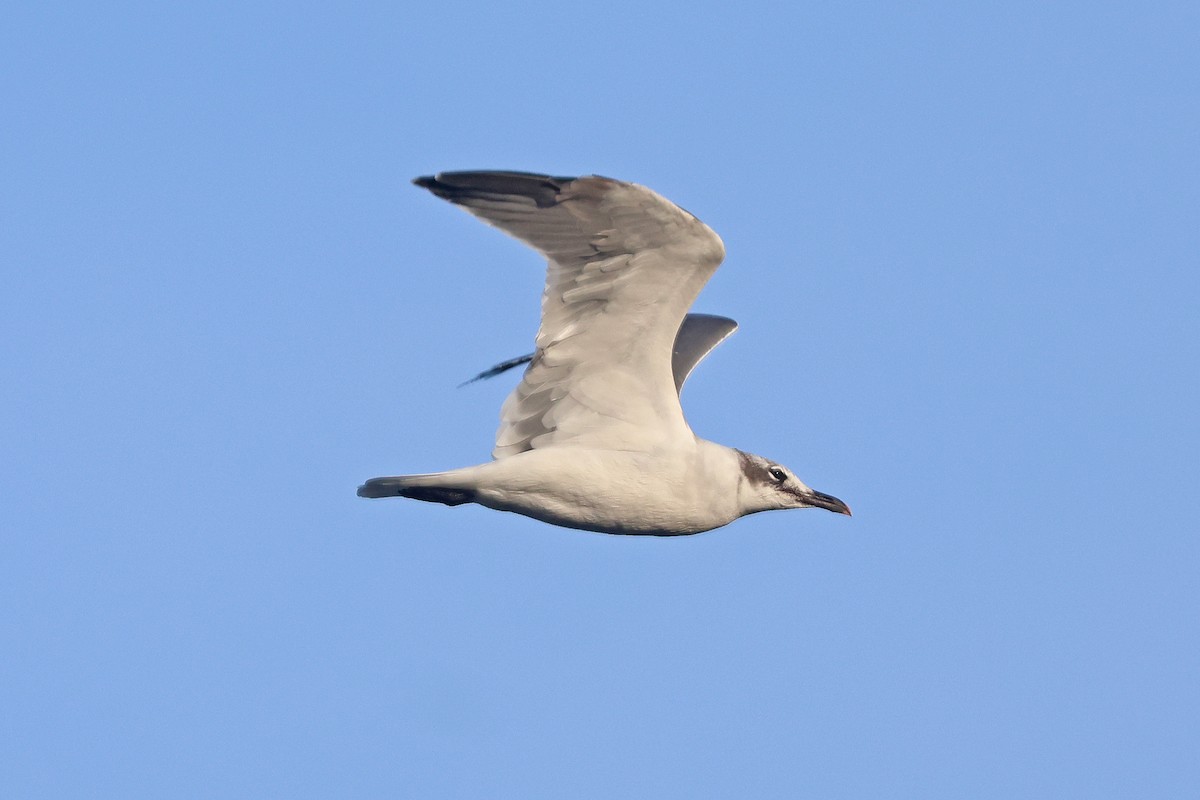 Laughing Gull - ML642831178