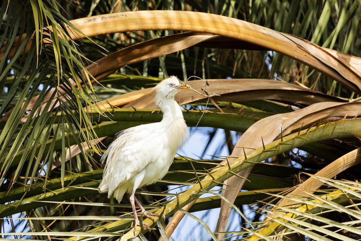 Western Cattle-Egret - ML642831180