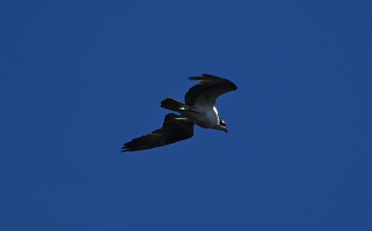 Osprey - ML642831182
