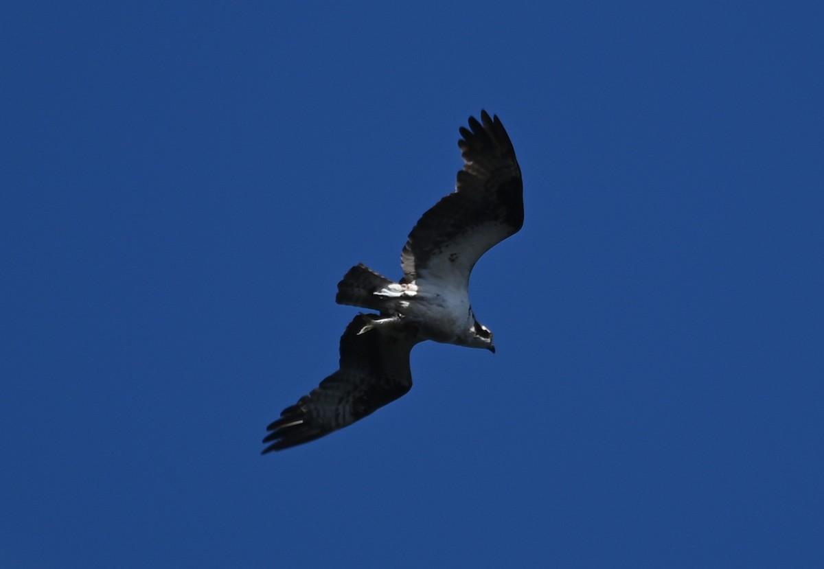 Osprey - ML642831183