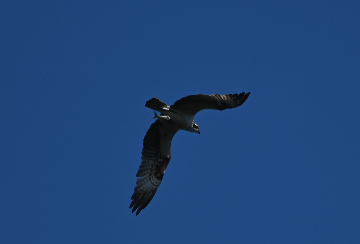 Osprey - ML642831184