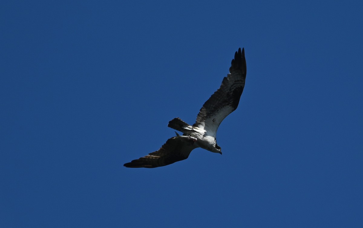 Osprey - ML642831185