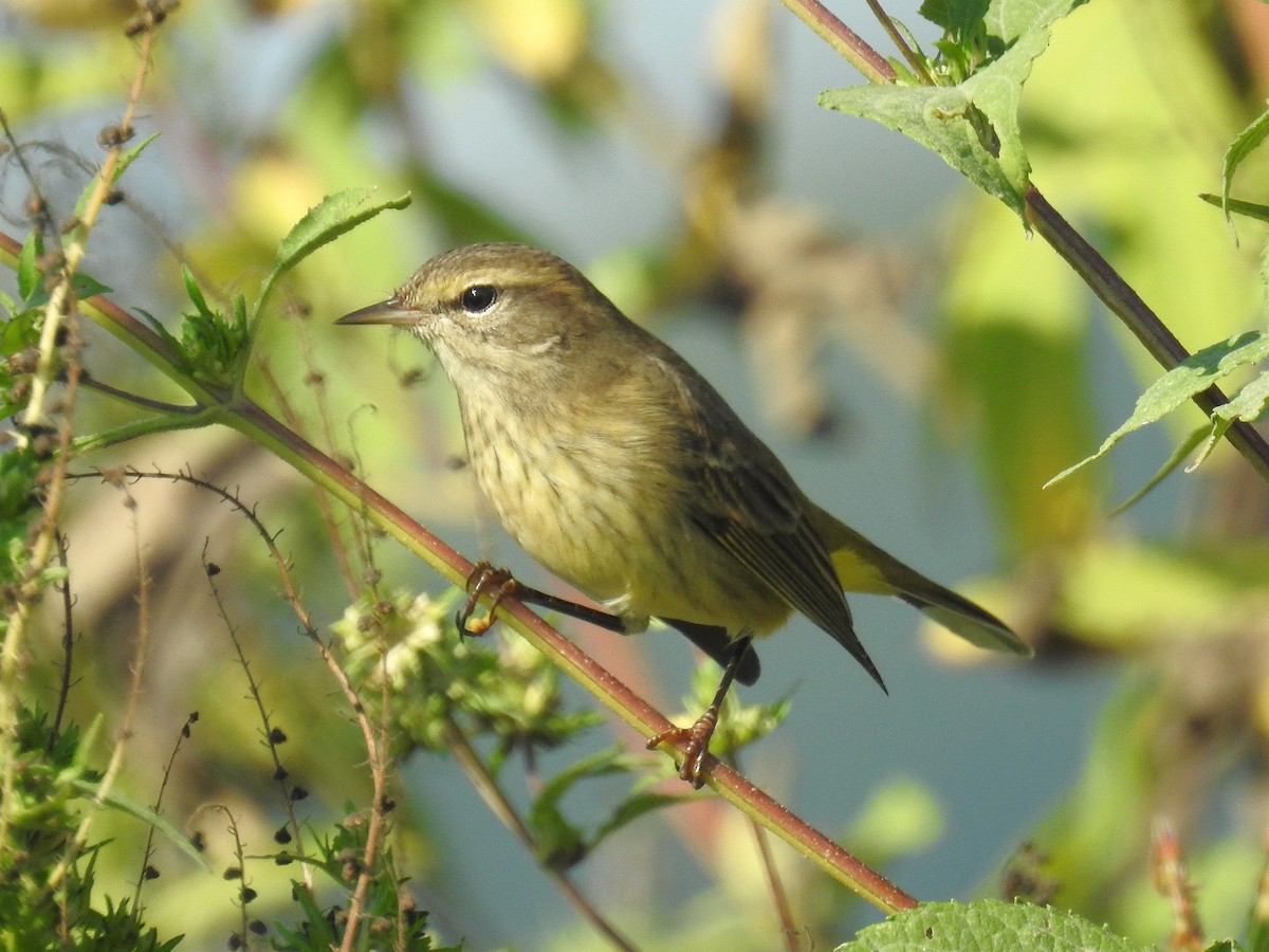 Palm Warbler - ML642831186