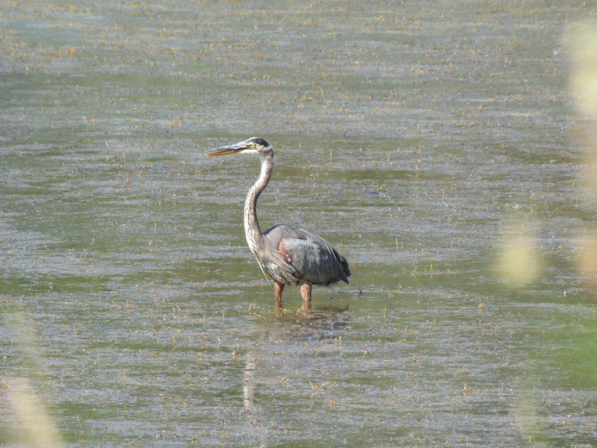 Great Blue Heron - ML642831187